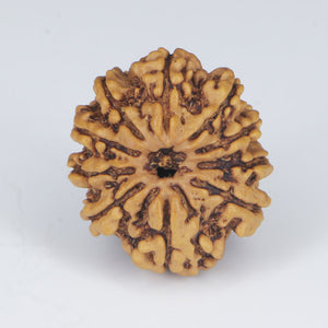 10 Mukhi Rudraksha (Nepali) - Regular size with X-ray report