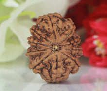 Load image into Gallery viewer, 10 Mukhi Rudraksha (Nepali) - Big size with X-ray report
