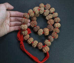 32+1 Beads 10 Mukhi Nepali Rudraksha Kantha