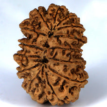 Load image into Gallery viewer, 14 Mukhi Rudraksha - Nepali Vendor Rudradhyay