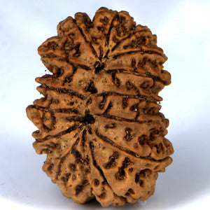 14 Mukhi Rudraksha - Nepali Vendor Rudradhyay