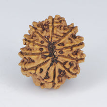 Load image into Gallery viewer, 10 Mukhi Rudraksha (Nepali) - Regular size with X-ray report