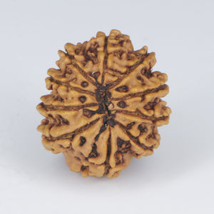 10 Mukhi Rudraksha (Nepali) - Regular size with X-ray report