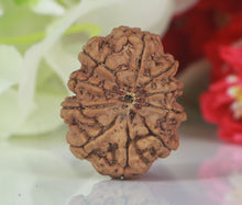 Load image into Gallery viewer, 10 Mukhi Rudraksha (Nepali) - Big size with X-ray report