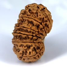 Load image into Gallery viewer, 14 Mukhi Rudraksha - Nepali Vendor Rudradhyay