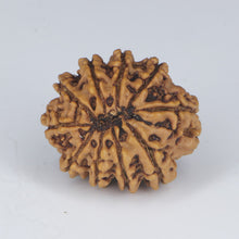 Load image into Gallery viewer, 10 Mukhi Rudraksha (Nepali) - Regular size with X-ray report