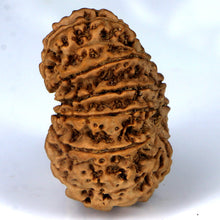 Load image into Gallery viewer, 14 Mukhi Rudraksha - Nepali Vendor Rudradhyay