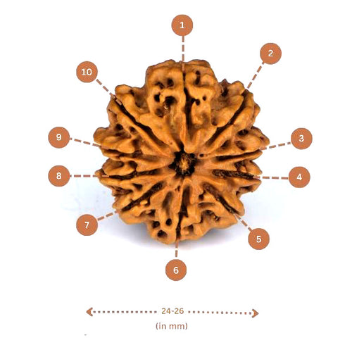 10 Mukhi Rudraksha (Nepali) - Big size with X-ray report