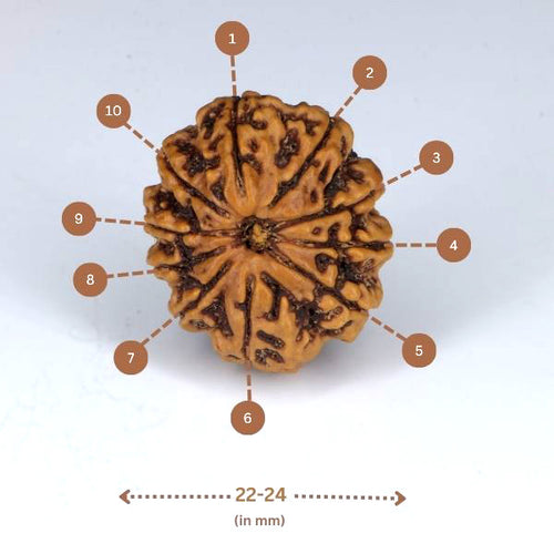 10 Mukhi Rudraksha (Nepali) - Medium with X-ray report