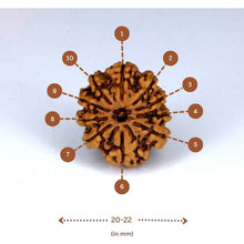 Load image into Gallery viewer, 10 Mukhi Rudraksha (Nepali) - Regular size with X-ray report