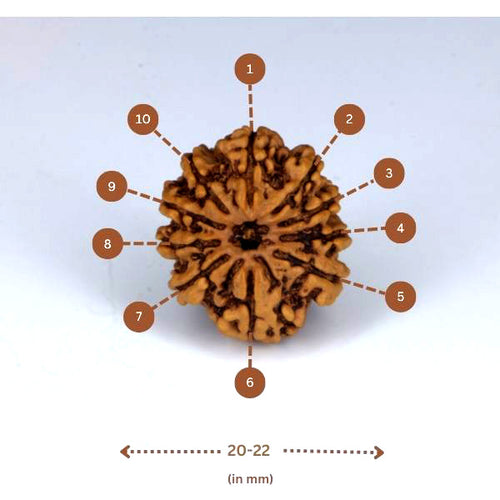 10 Mukhi Rudraksha (Nepali) - Regular size with X-ray report