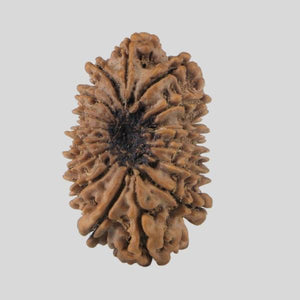 16 Mukhi Rudraksha(Nepali)