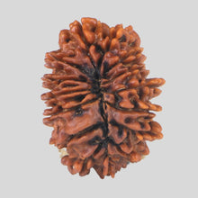 Load image into Gallery viewer, 15 Mukhi Rudraksha(Nepali)