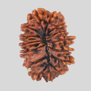 15 Mukhi Rudraksha(Nepali)