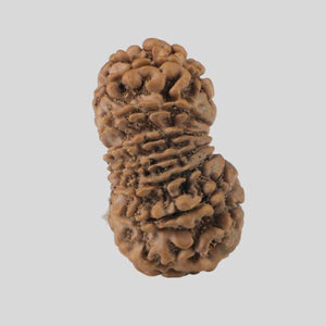 16 Mukhi Rudraksha(Nepali)