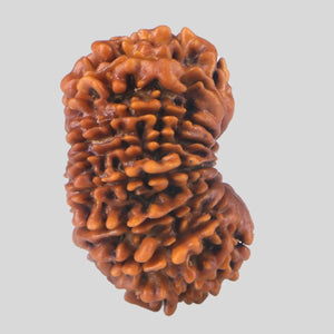 15 Mukhi Rudraksha(Nepali)