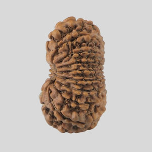 16 Mukhi Rudraksha(Nepali)