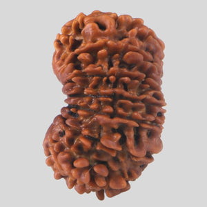 15 Mukhi Rudraksha(Nepali)