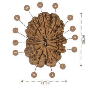 14 Mukhi Rudraksha - Nepali Vendor Rudradhyay