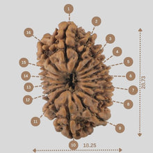 Load image into Gallery viewer, 16 Mukhi Rudraksha(Nepali)