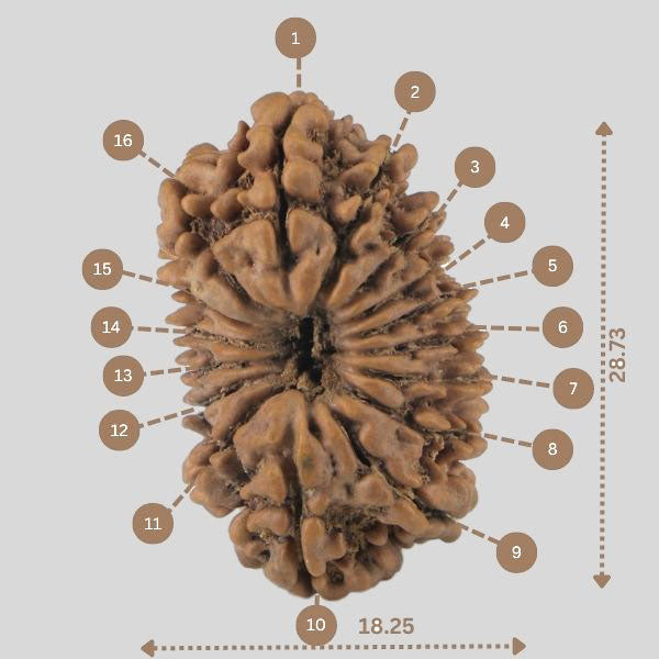 16 Mukhi Rudraksha(Nepali)