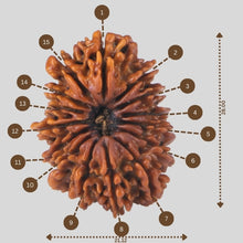 Load image into Gallery viewer, 15 Mukhi Rudraksha(Nepali)