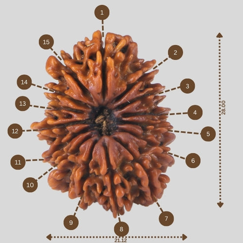 15 Mukhi Rudraksha(Nepali)