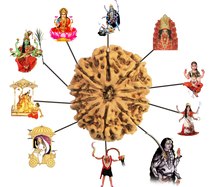 Load image into Gallery viewer, 10 Mukhi Rudraksha (Nepali) - Regular size with X-ray report