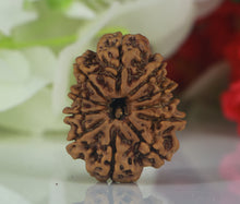 Load image into Gallery viewer, 11 Mukhi Rudraksha (Nepali)- Big size with X-ray report