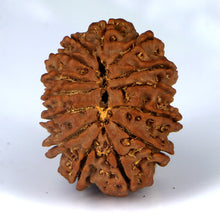 Load image into Gallery viewer, 14 Mukhi Rudraksha - Nepali Vendor Rudradhyay