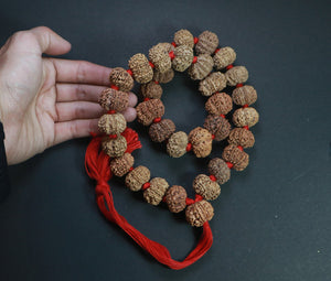 32+1 Beads 11 Mukhi Nepali Rudraksha Kantha