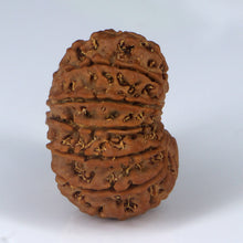 Load image into Gallery viewer, 14 Mukhi Rudraksha - Nepali Vendor Rudradhyay