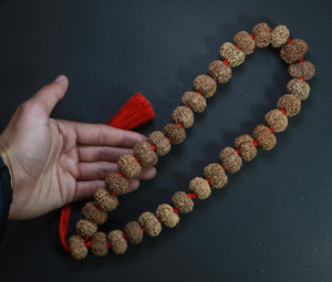 32+1 Beads 11 Mukhi Nepali Rudraksha Kantha