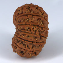 Load image into Gallery viewer, 14 Mukhi Rudraksha - Nepali Vendor Rudradhyay