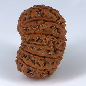 14 Mukhi Rudraksha - Nepali Vendor Rudradhyay