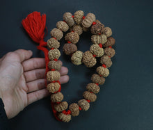 Load image into Gallery viewer, 32+1 Beads 11 Mukhi Nepali Rudraksha Kantha
