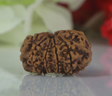 Load image into Gallery viewer, 11 Mukhi Rudraksha (Nepali)- Big size with X-ray report