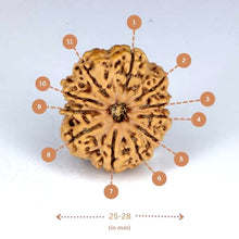 Load image into Gallery viewer, 11 Mukhi Rudraksha (Nepali)- Big size with X-ray report