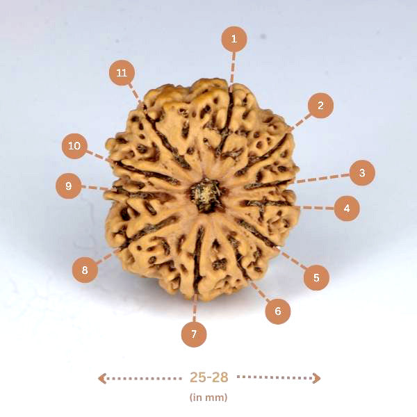 11 Mukhi Rudraksha (Nepali)- Big size with X-ray report