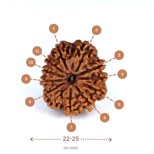 11 mukhi Rudraksha (Nepali) - Medium with X-ray report