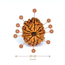 Load image into Gallery viewer, 11 mukhi Rudraksha (Nepali) - Small Size with X-ray report