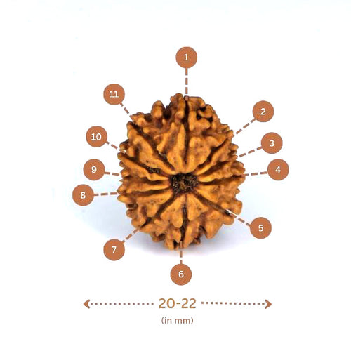 11 mukhi Rudraksha (Nepali) - Small Size with X-ray report