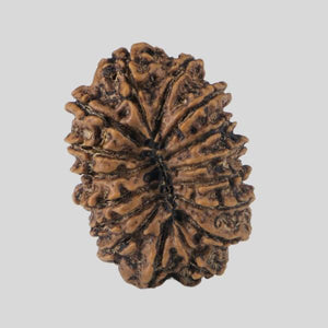 16 Mukhi Rudraksha(Nepali)