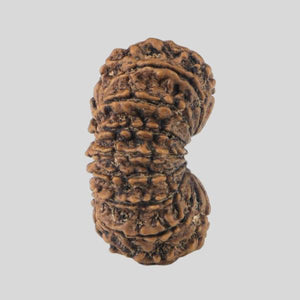 16 Mukhi Rudraksha(Nepali)