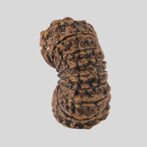 16 Mukhi Rudraksha(Nepali)