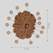 Load image into Gallery viewer, 14 Mukhi Rudraksha - Nepali Vendor Rudradhyay