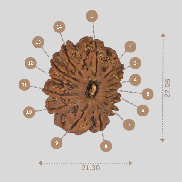 14 Mukhi Rudraksha - Nepali Vendor Rudradhyay