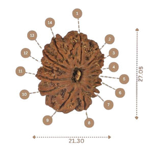 14 Mukhi Rudraksha - Nepali Vendor Rudradhyay