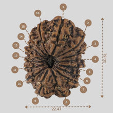 Load image into Gallery viewer, 16 Mukhi Rudraksha(Nepali)