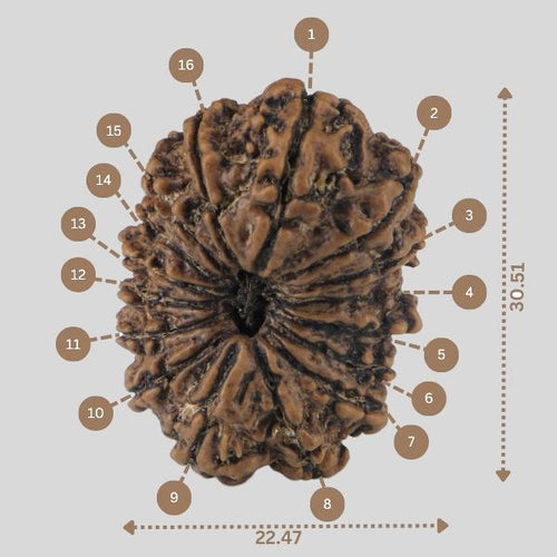 16 Mukhi Rudraksha(Nepali)